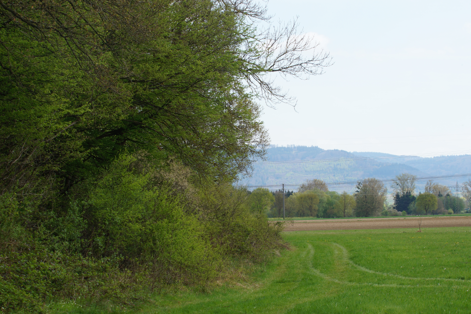 Waldtrauf